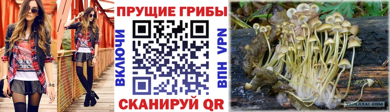 где продают   Заволжье  Галлюциногенные грибы ЛСД 
